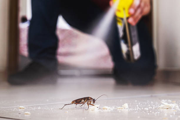 Best Emergency Pest Control  in De Leon, TX